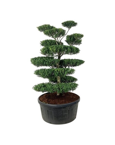 Ilex Crenata