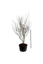 Dereń Cornus kousa Weisse Fontaine