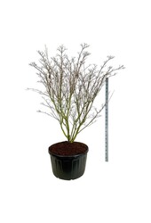 Dereń Cornus kousa Weisse Fontaine