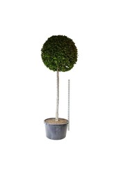 Grab Carpinus betulus