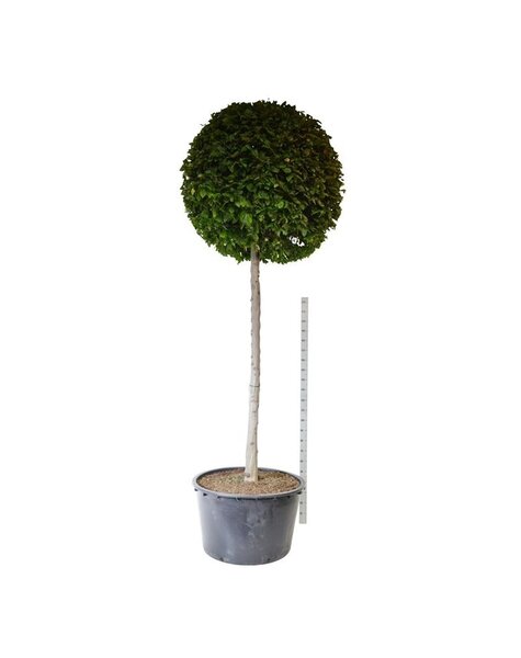 Carpinus