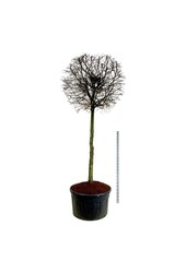Grab Carpinus betulus