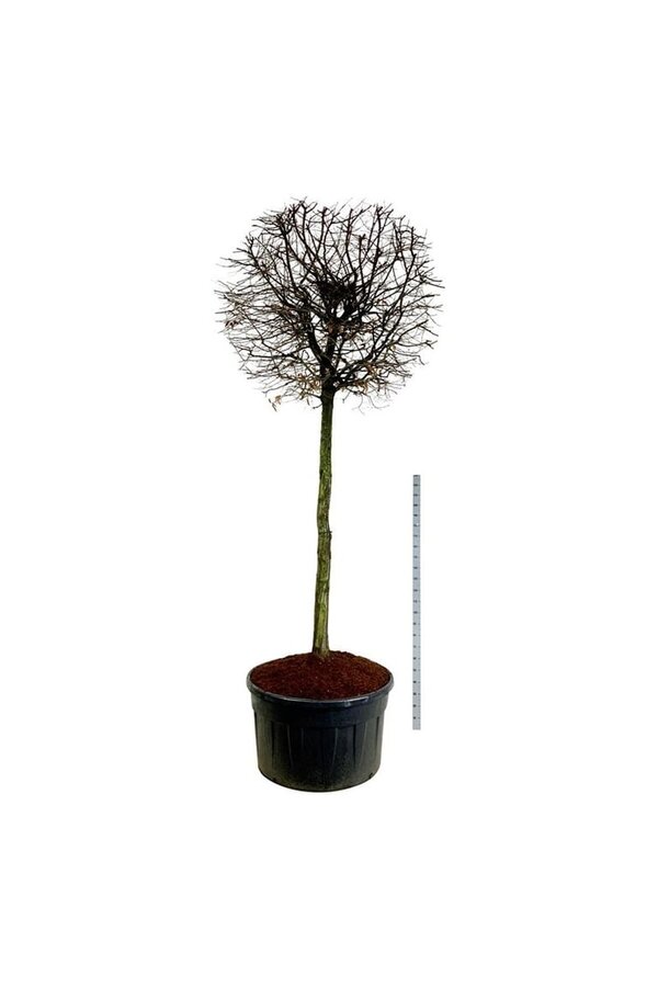 Grab Carpinus betulus