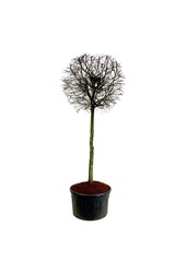 Grab Carpinus betulus