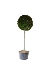 Grab Carpinus betulus