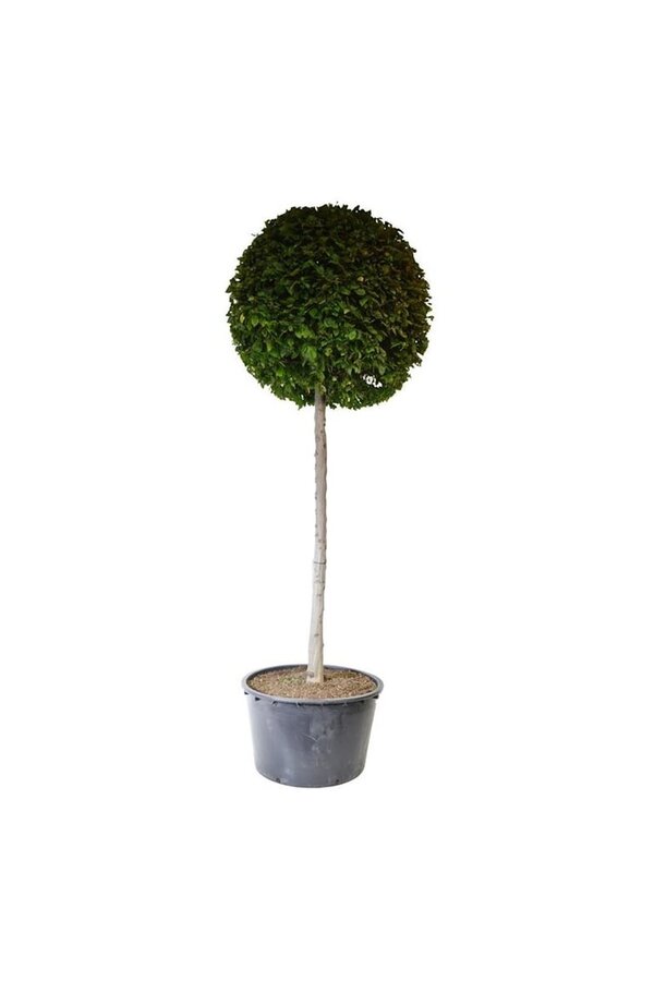 Grab Carpinus betulus