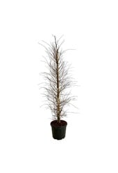 Brzoza Betula nigra Shiloh Splash