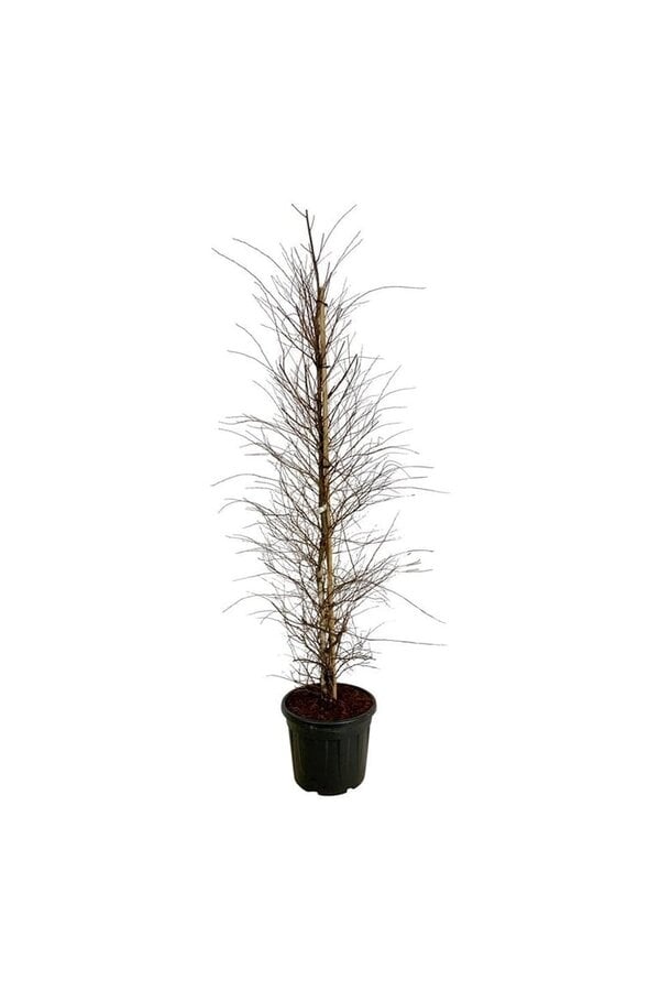 Brzoza Betula nigra Shiloh Splash