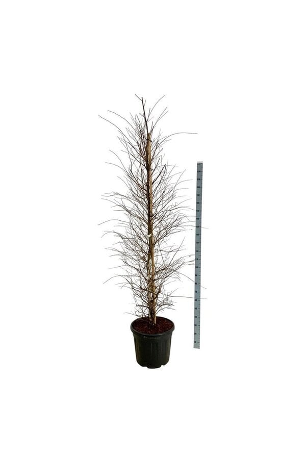 Brzoza Betula nigra Shiloh Splash