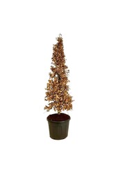 Buk Fagus sylvatica