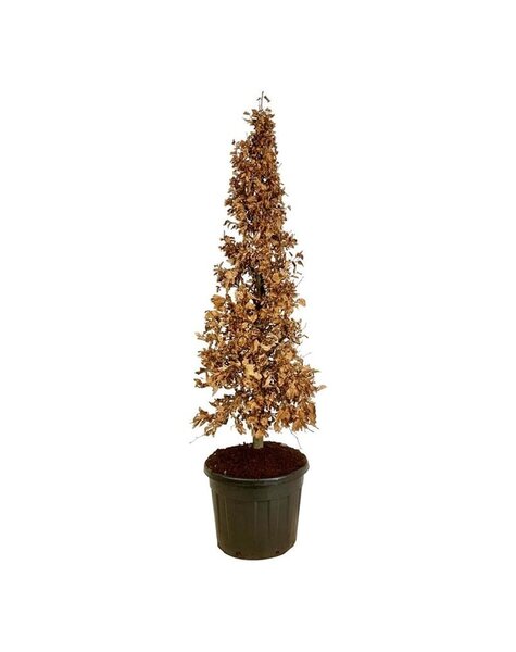 Fagus