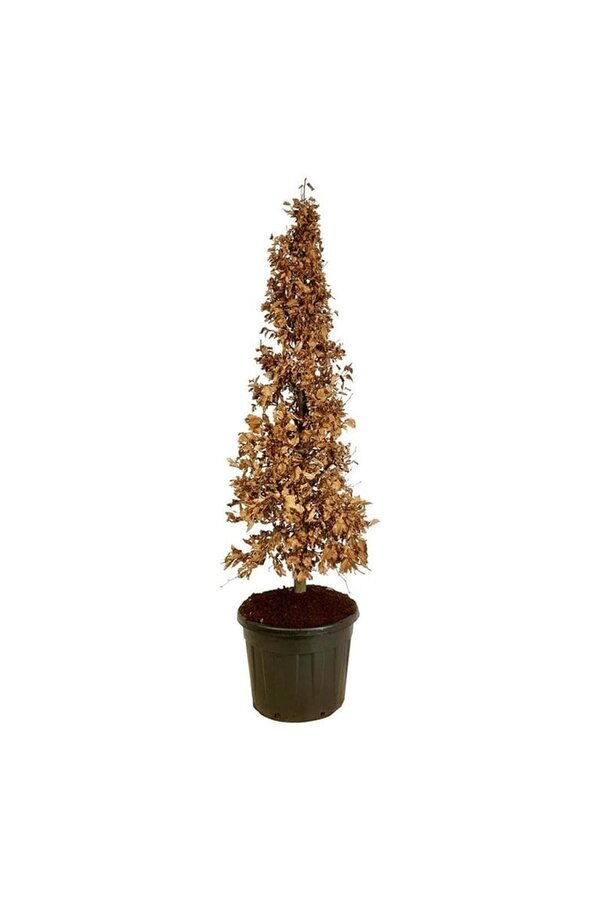 Buk Fagus sylvatica