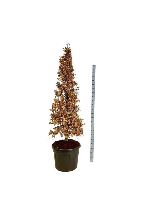Buk Fagus sylvatica