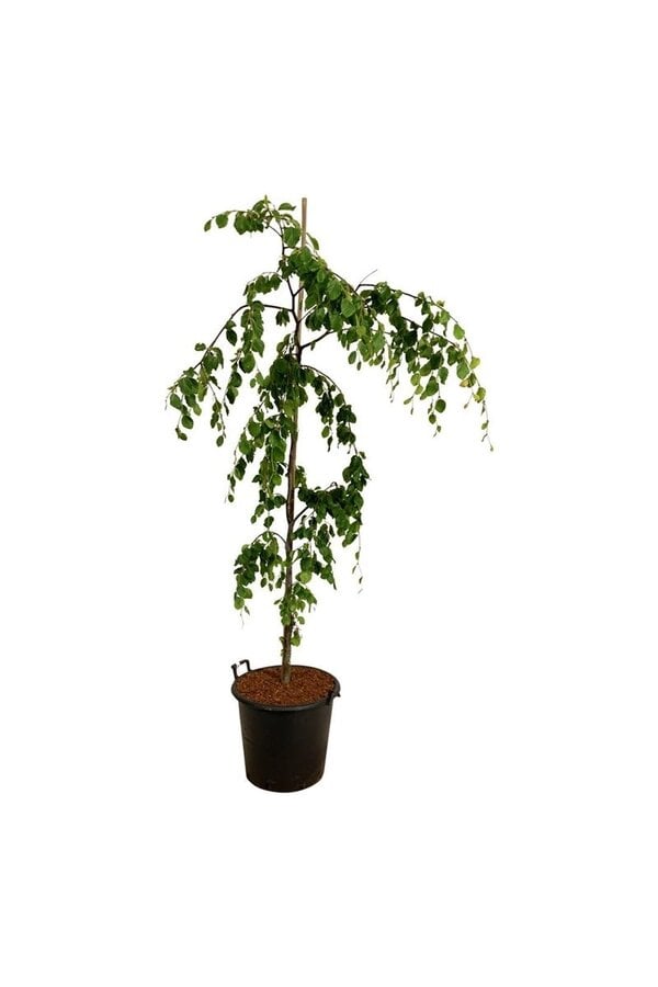 Buk Fagus Pendula