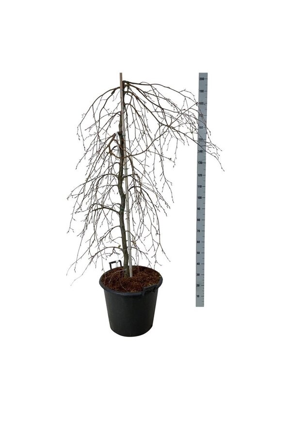 Buk Fagus Pendula
