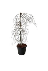 Buk Fagus Pendula
