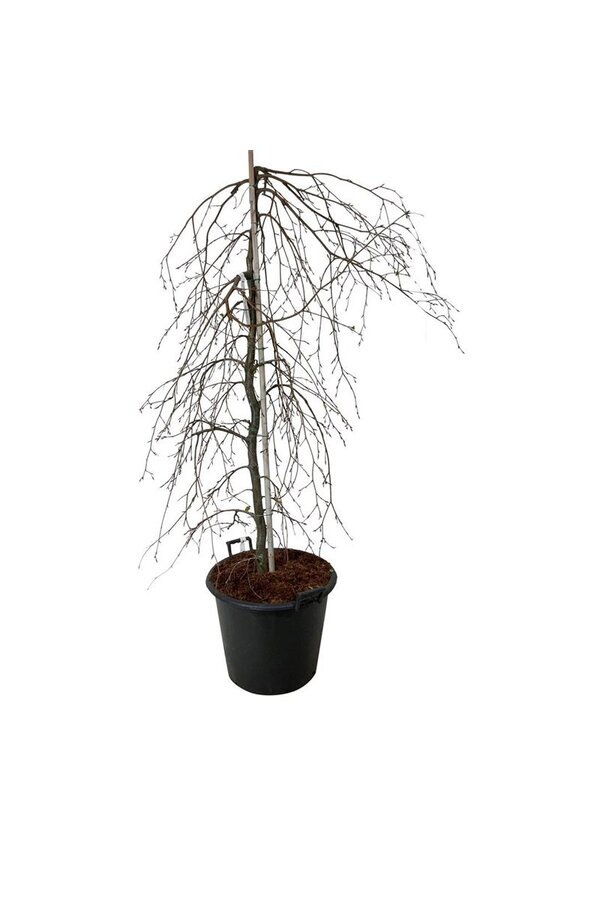 Buk Fagus Pendula