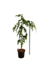 Buk Fagus Pendula
