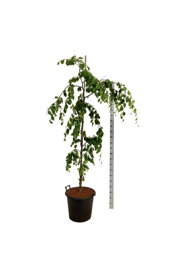 Buk Fagus Pendula