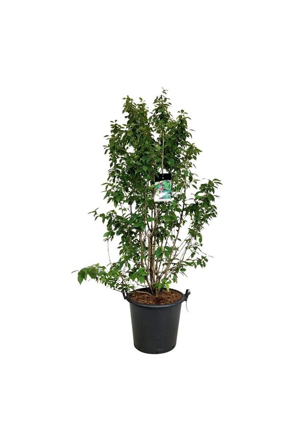 Pięknotka Callicarpa bodinieri Profusion