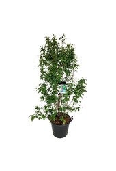Pięknotka Callicarpa bodinieri Profusion