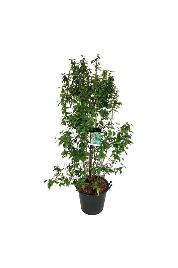 Pięknotka Callicarpa bodinieri Profusion