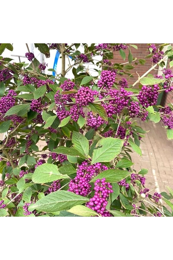 Pięknotka Callicarpa bodinieri Profusion
