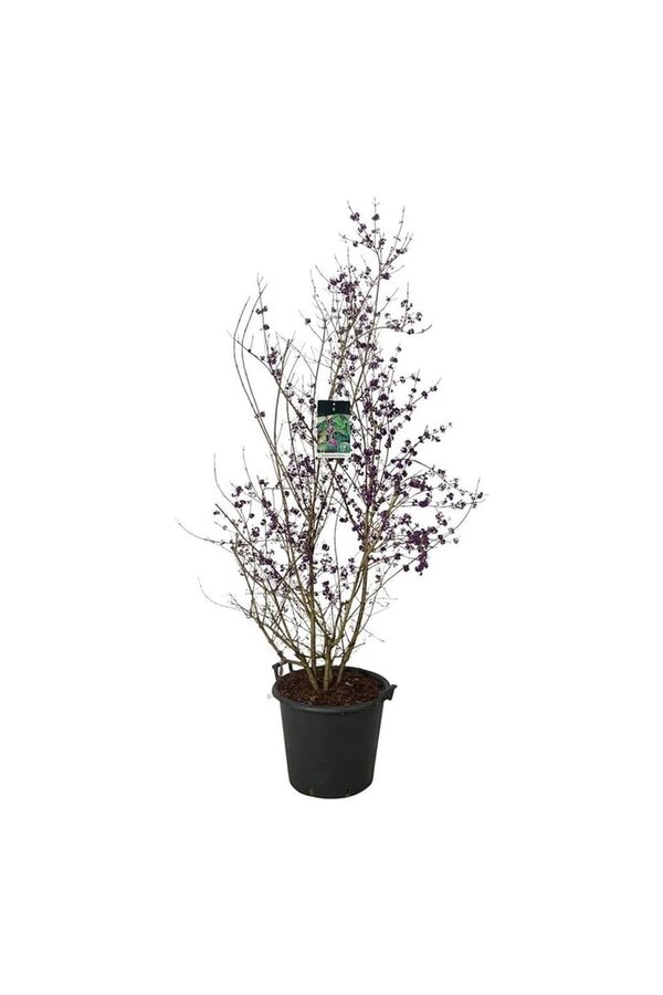 Pięknotka Callicarpa bodinieri Profusion