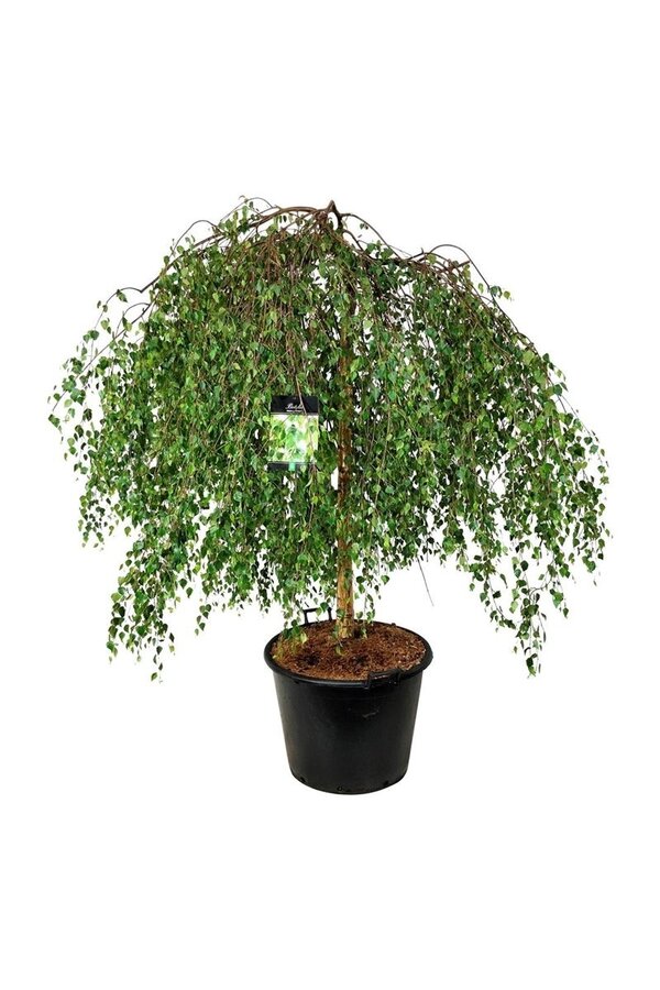 Brzoza Betula Youngii