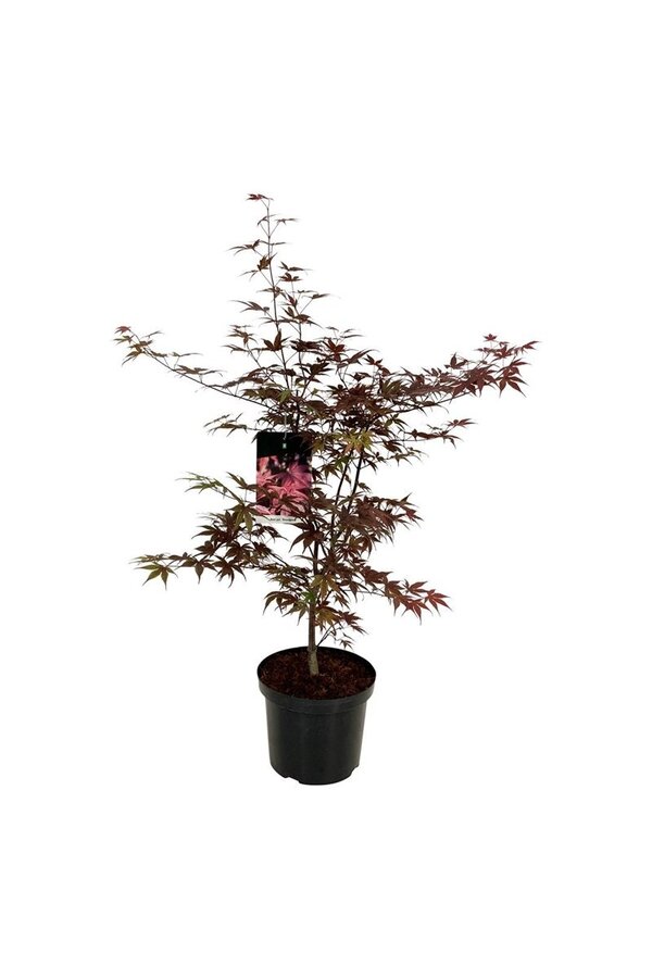 Klon palmowy Acer Bloodgood