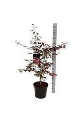 Klon palmowy Acer Bloodgood