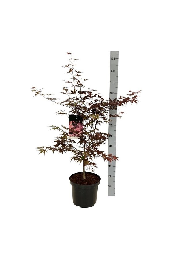 Klon palmowy Acer Bloodgood