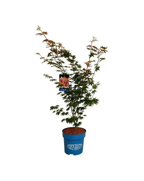 Acer