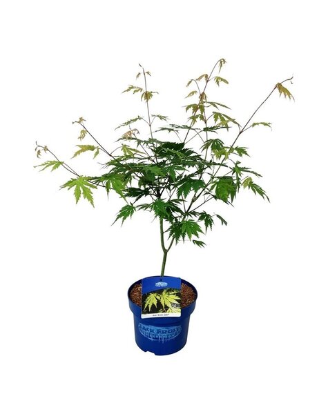 Acer