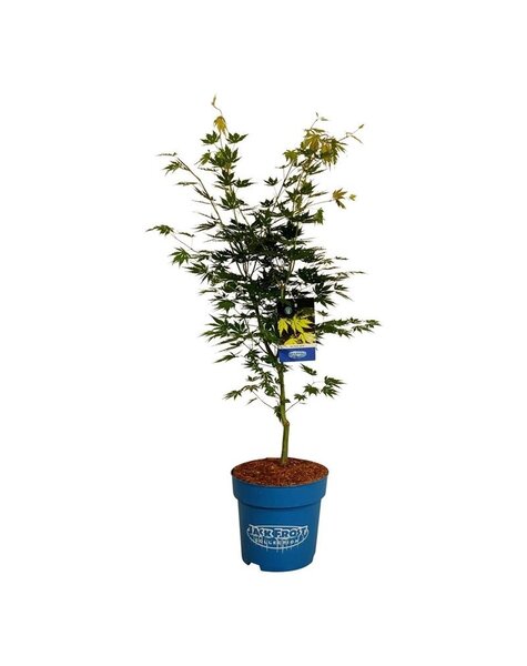 Acer