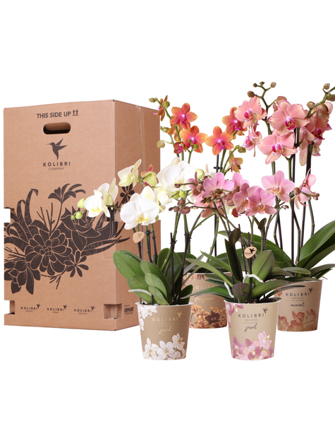 Kolibri Orchids Orchidea