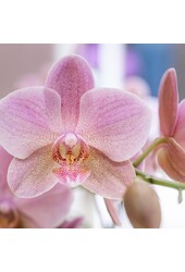 Orchidea surprise box mix