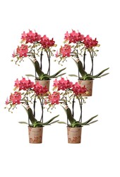 ZESTAW 4 pomarańczowych storczyków Phalaenopsis