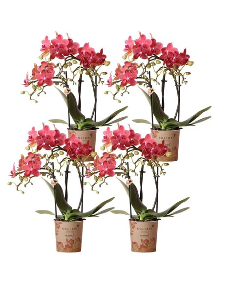Kolibri Orchids Orchidea