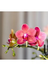 ZESTAW 4 pomarańczowych storczyków Phalaenopsis