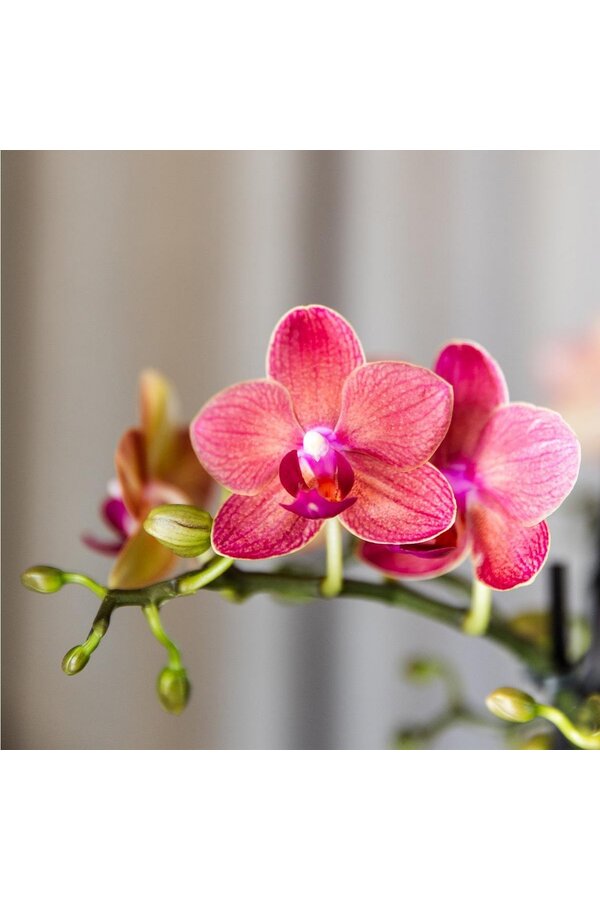 ZESTAW 4 pomarańczowych storczyków Phalaenopsis