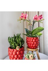 ZESTAW 4 pomarańczowych storczyków Phalaenopsis