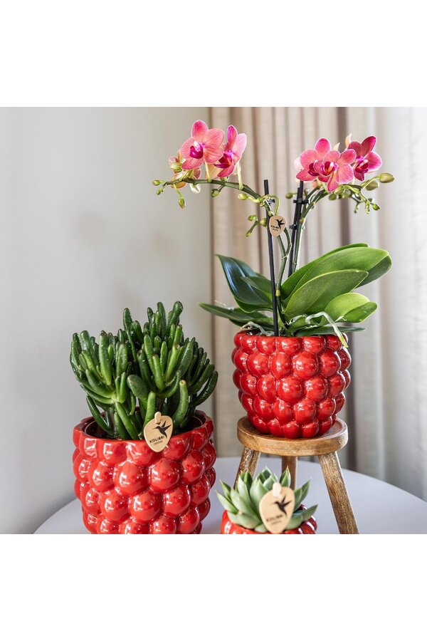 ZESTAW 4 pomarańczowych storczyków Phalaenopsis