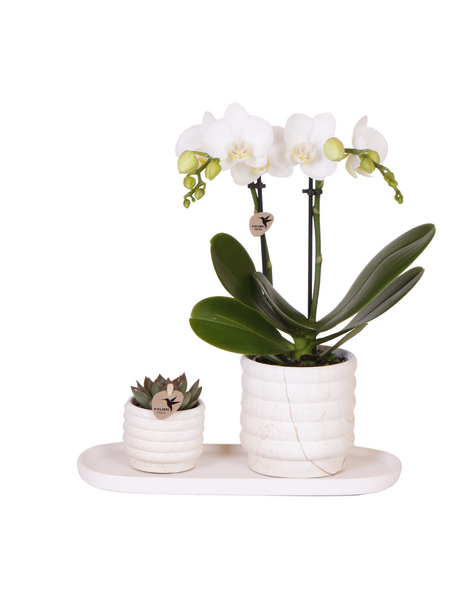 Kolibri Orchids Orchidea