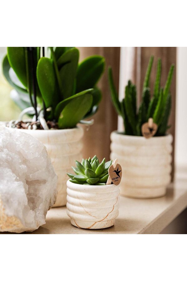 Zestaw roślinny Slow Living mały