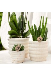 Zestaw roślinny Slow Living mały