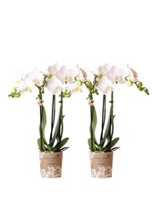 OFERTA KOMBI 2 białych orchidei Phalaenopsis -
