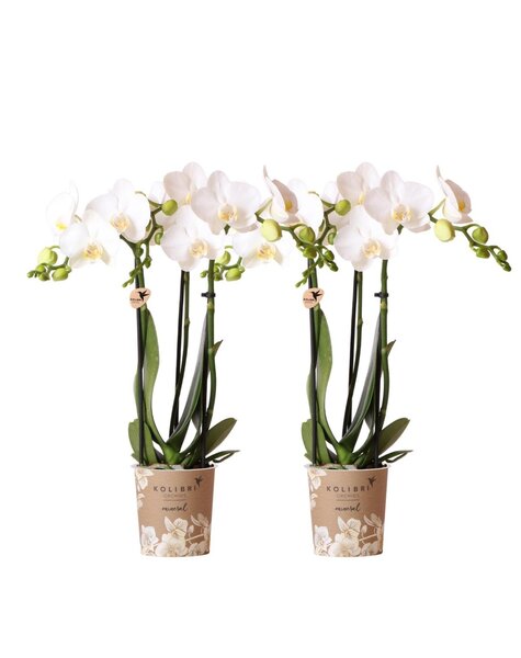 Kolibri Orchids Orchidea