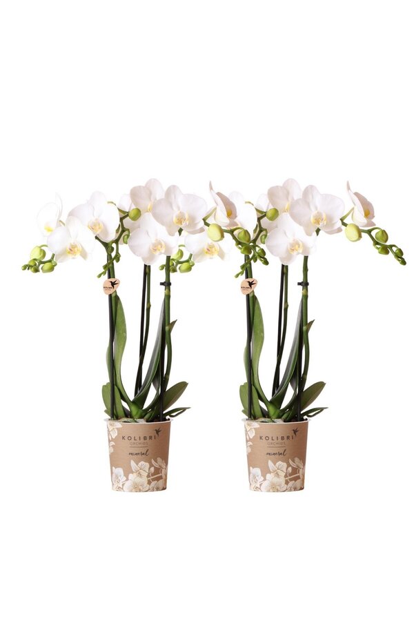 OFERTA KOMBI 2 białych orchidei Phalaenopsis -