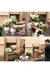 OFERTA KOMBI 2 białych orchidei Phalaenopsis -